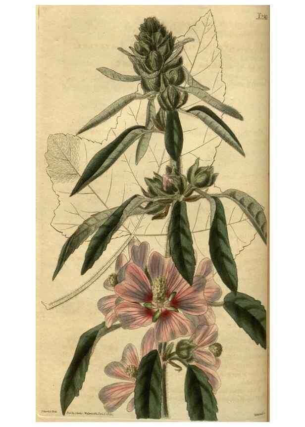 Reproducción/Reproduction 35117830681: Curtis's botanical magazine.. London ; New York [etc.] :Academic Press [etc.]