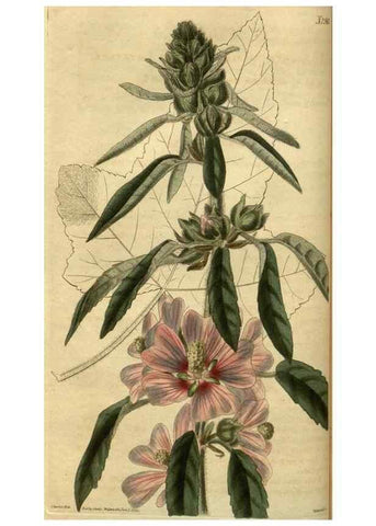 Reproducción/Reproduction 35117830681: Curtis's botanical magazine.. London ; New York [etc.] :Academic Press [etc.]