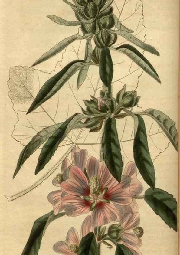 Reproducción/Reproduction 35117830681: Curtis's botanical magazine.. London ; New York [etc.] :Academic Press [etc.]