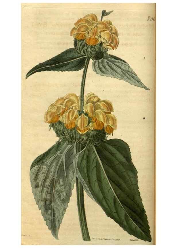 Reproducción/Reproduction 35207591066: Curtis's botanical magazine.. London ; New York [etc.] :Academic Press [etc.]