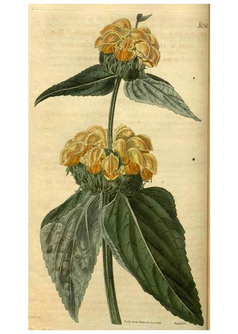 Reproducción/Reproduction 35207591066: Curtis's botanical magazine.. London ; New York [etc.] :Academic Press [etc.]