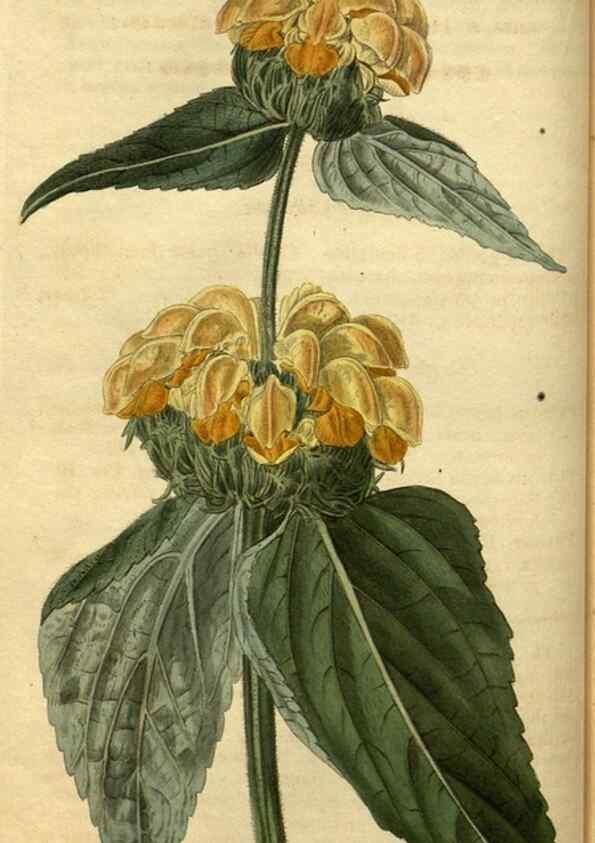 Reproducción/Reproduction 35207591066: Curtis's botanical magazine.. London ; New York [etc.] :Academic Press [etc.]