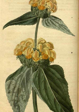 Reproducción/Reproduction 35207591066: Curtis's botanical magazine.. London ; New York [etc.] :Academic Press [etc.]