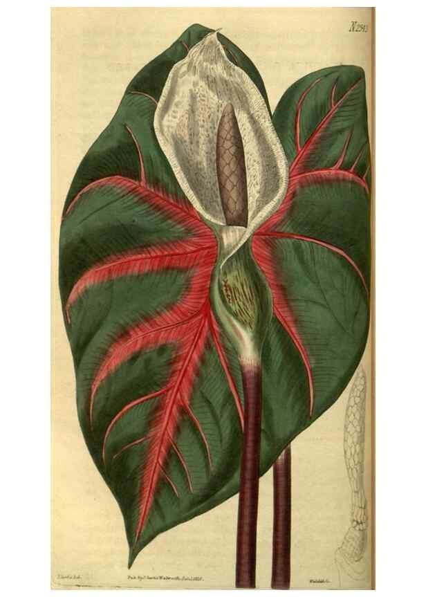 Reproducción/Reproduction 34438575483: Curtis's botanical magazine.. London ; New York [etc.] :Academic Press [etc.]