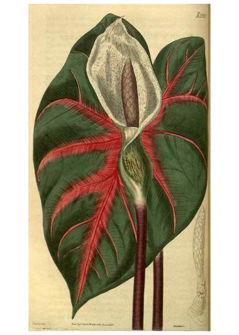 Reproducción/Reproduction 34438575483: Curtis's botanical magazine.. London ; New York [etc.] :Academic Press [etc.]
