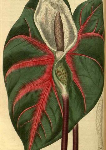 Reproducción/Reproduction 34438575483: Curtis's botanical magazine.. London ; New York [etc.] :Academic Press [etc.]