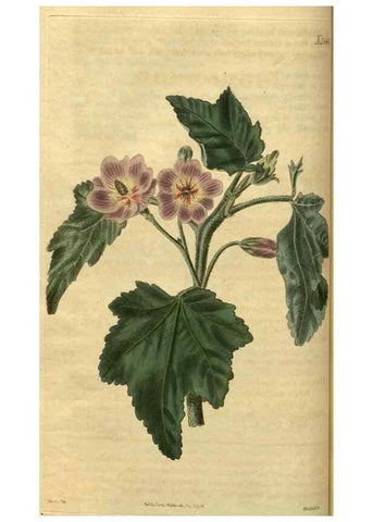 Reproducción/Reproduction 34438578993: Curtis's botanical magazine.. London ; New York [etc.] :Academic Press [etc.]