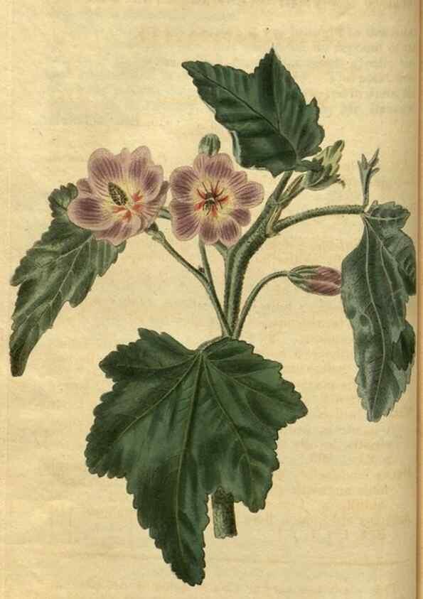 Reproducción/Reproduction 34438578993: Curtis's botanical magazine.. London ; New York [etc.] :Academic Press [etc.]
