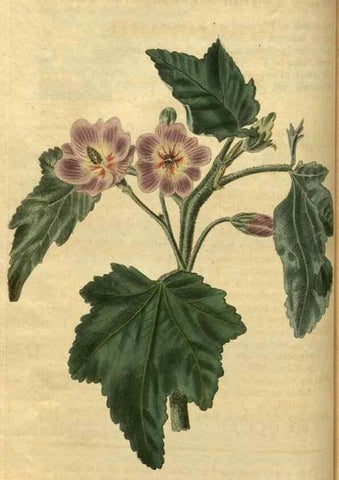Reproducción/Reproduction 34438578993: Curtis's botanical magazine.. London ; New York [etc.] :Academic Press [etc.]
