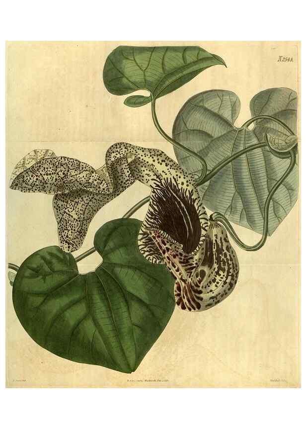 Reproducción/Reproduction 34438582033: Curtis's botanical magazine.. London ; New York [etc.] :Academic Press [etc.]