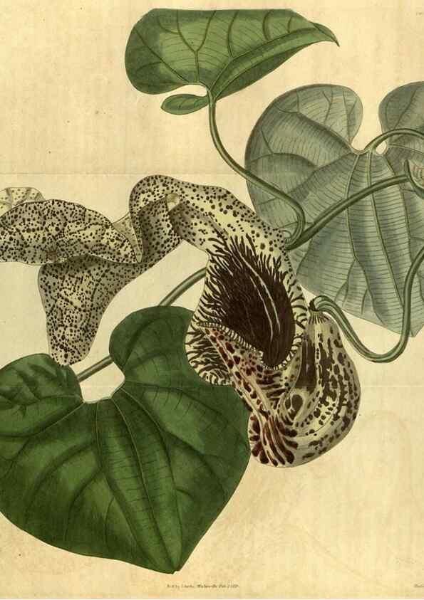 Reproducción/Reproduction 34438582033: Curtis's botanical magazine.. London ; New York [etc.] :Academic Press [etc.]