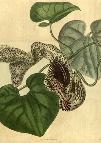 Reproducción/Reproduction 34438582033: Curtis's botanical magazine.. London ; New York [etc.] :Academic Press [etc.]
