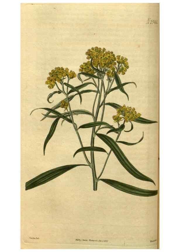 Reproducción/Reproduction 34438585433: Curtis's botanical magazine.. London ; New York [etc.] :Academic Press [etc.]