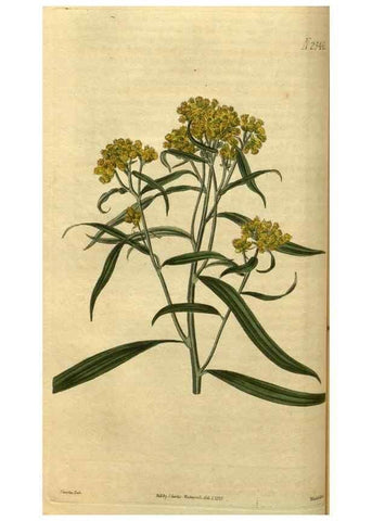 Reproducción/Reproduction 34438585433: Curtis's botanical magazine.. London ; New York [etc.] :Academic Press [etc.]