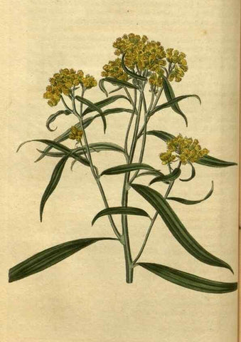 Reproducción/Reproduction 34438585433: Curtis's botanical magazine.. London ; New York [etc.] :Academic Press [etc.]