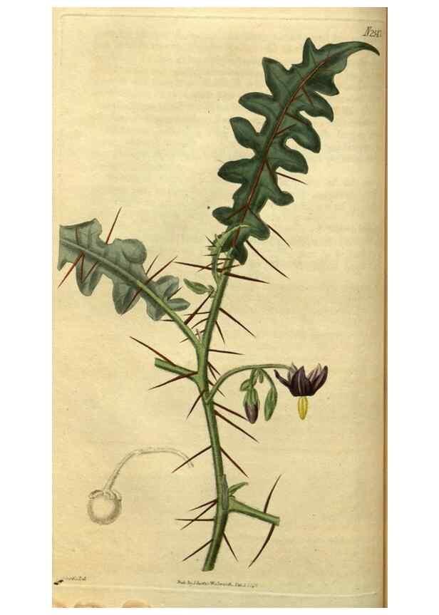 Reproducción/Reproduction 34438588643: Curtis's botanical magazine.. London ; New York [etc.] :Academic Press [etc.]