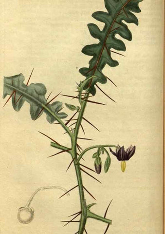 Reproducción/Reproduction 34438588643: Curtis's botanical magazine.. London ; New York [etc.] :Academic Press [etc.]
