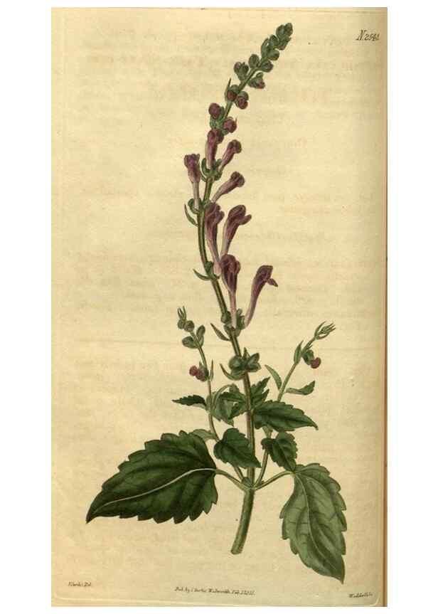 Reproducción/Reproduction 34860610850: Curtis's botanical magazine.. London ; New York [etc.] :Academic Press [etc.]