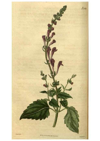 Reproducción/Reproduction 34860610850: Curtis's botanical magazine.. London ; New York [etc.] :Academic Press [etc.]