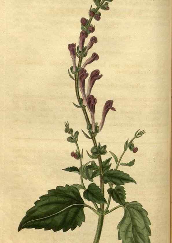 Reproducción/Reproduction 34860610850: Curtis's botanical magazine.. London ; New York [etc.] :Academic Press [etc.]