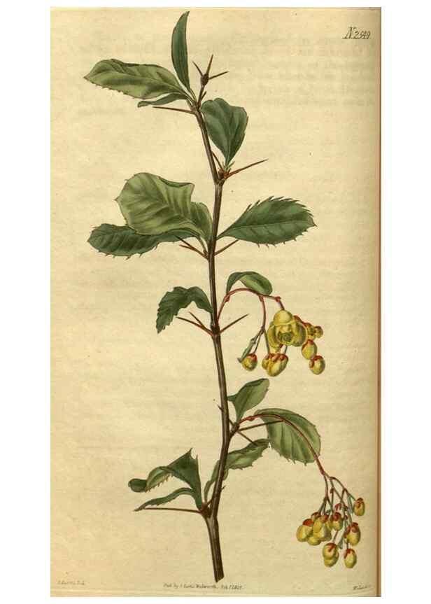 Reproducción/Reproduction 34860613030: Curtis's botanical magazine.. London ; New York [etc.] :Academic Press [etc.]