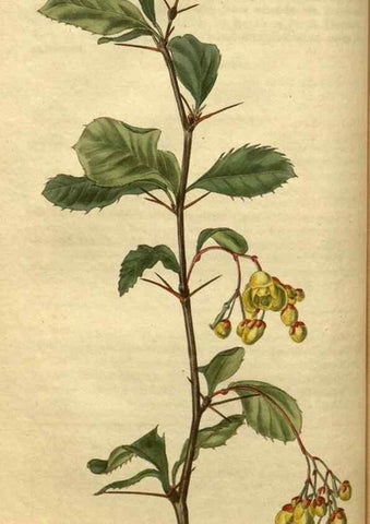 Reproducción/Reproduction 34860613030: Curtis's botanical magazine.. London ; New York [etc.] :Academic Press [etc.]