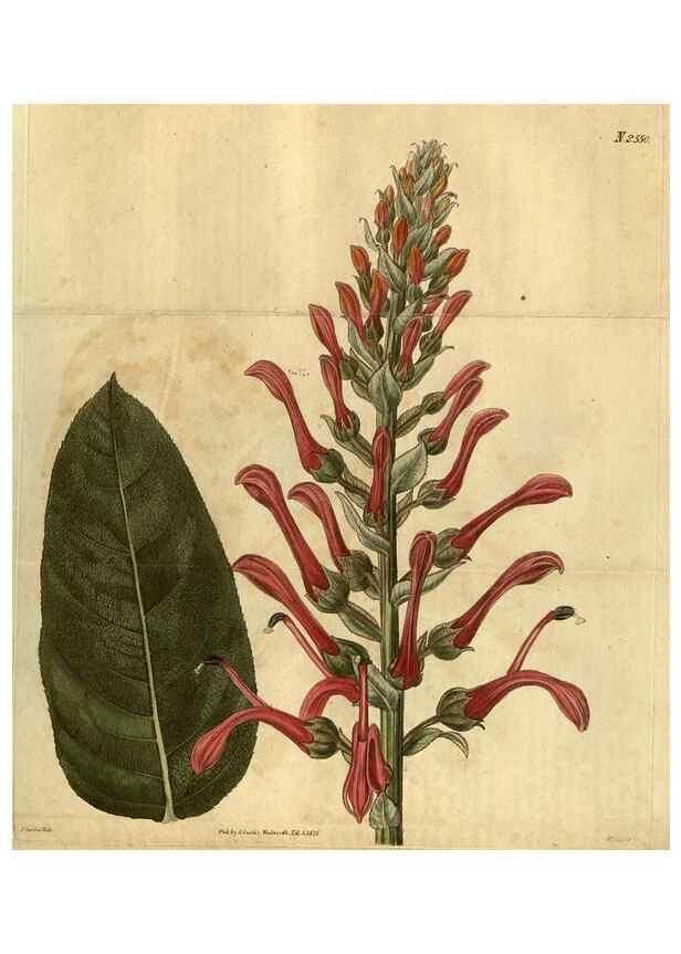 Reproducción/Reproduction 35082312982: Curtis's botanical magazine.. London ; New York [etc.] :Academic Press [etc.]