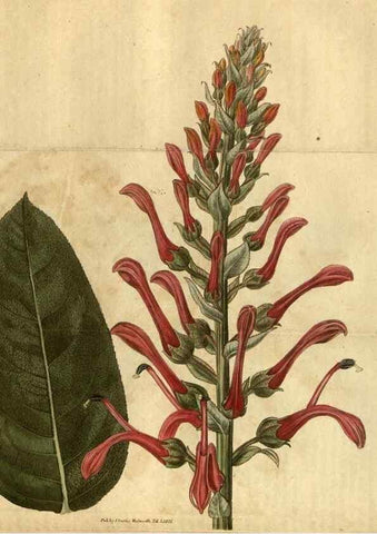 Reproducción/Reproduction 35082312982: Curtis's botanical magazine.. London ; New York [etc.] :Academic Press [etc.]