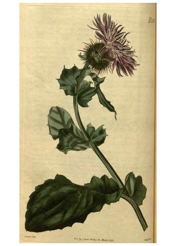 Reproducción/Reproduction 35082314532: Curtis's botanical magazine.. London ; New York [etc.] :Academic Press [etc.]