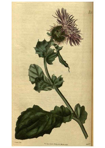 Reproducción/Reproduction 35082314532: Curtis's botanical magazine.. London ; New York [etc.] :Academic Press [etc.]