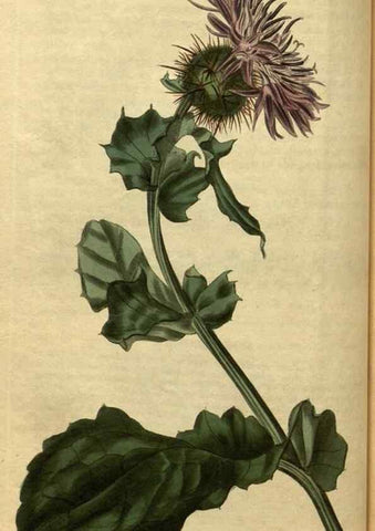 Reproducción/Reproduction 35082314532: Curtis's botanical magazine.. London ; New York [etc.] :Academic Press [etc.]