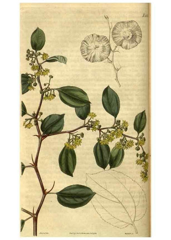 Reproducción/Reproduction 34860586050: Curtis's botanical magazine.. London ; New York [etc.] :Academic Press [etc.]