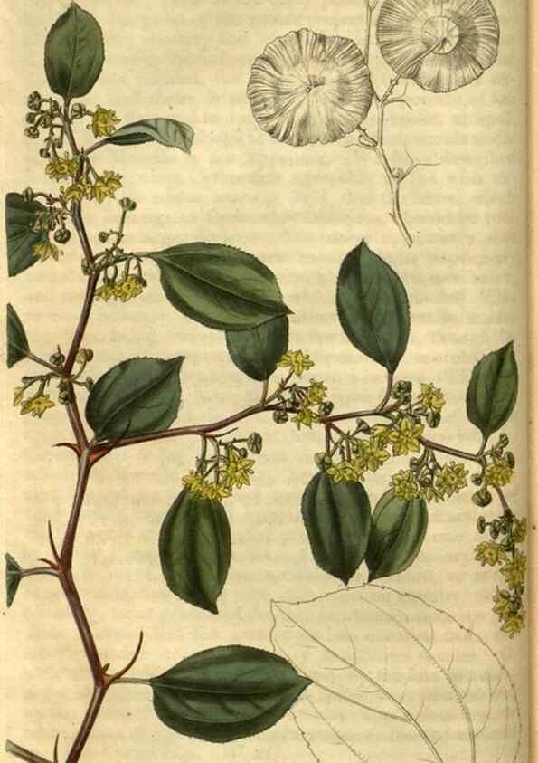 Reproducción/Reproduction 34860586050: Curtis's botanical magazine.. London ; New York [etc.] :Academic Press [etc.]