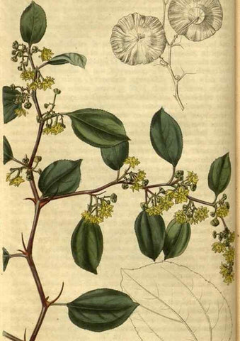 Reproducción/Reproduction 34860586050: Curtis's botanical magazine.. London ; New York [etc.] :Academic Press [etc.]