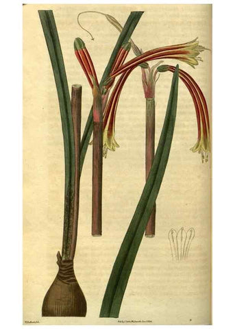 Reproducción/Reproduction 35207576376: Curtis's botanical magazine.. London ; New York [etc.] :Academic Press [etc.]