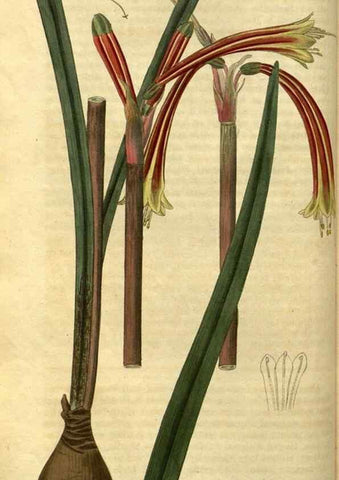 Reproducción/Reproduction 35207576376: Curtis's botanical magazine.. London ; New York [etc.] :Academic Press [etc.]