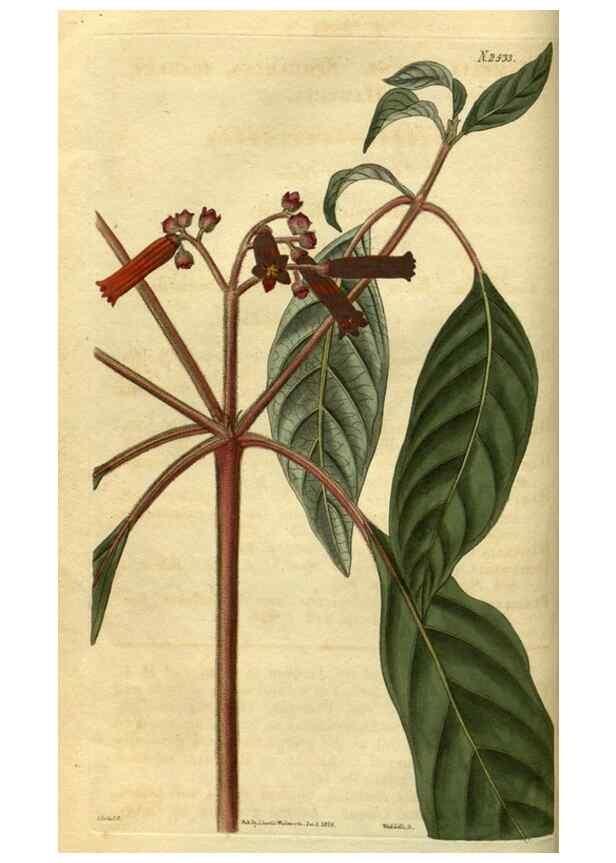 Reproducción/Reproduction 35207571646: Curtis's botanical magazine.. London ; New York [etc.] :Academic Press [etc.]