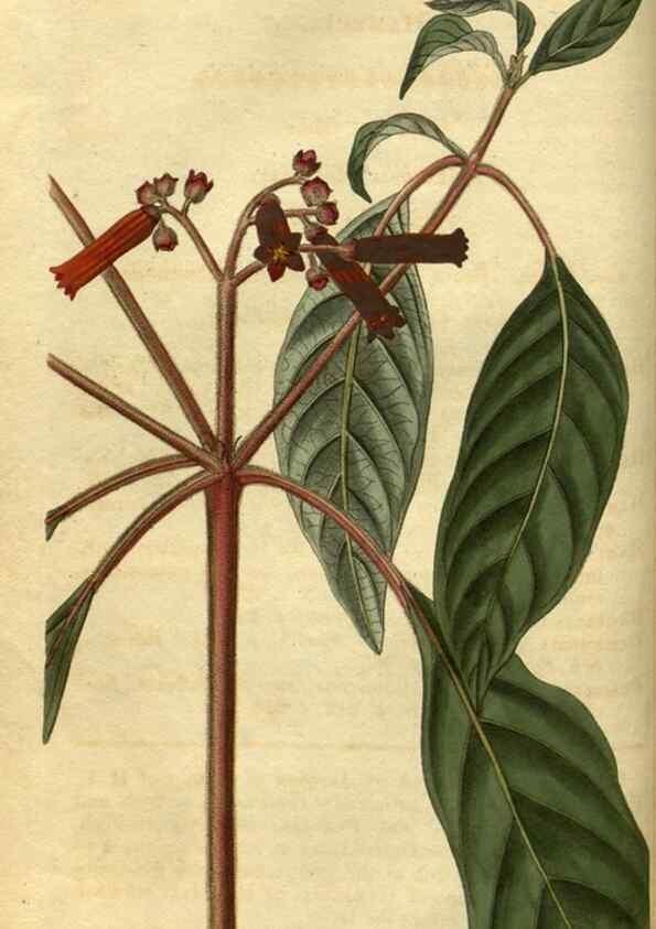 Reproducción/Reproduction 35207571646: Curtis's botanical magazine.. London ; New York [etc.] :Academic Press [etc.]