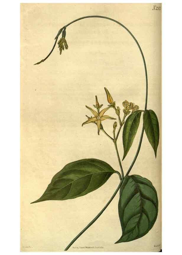Reproducción/Reproduction 35207568866: Curtis's botanical magazine.. London ; New York [etc.] :Academic Press [etc.]