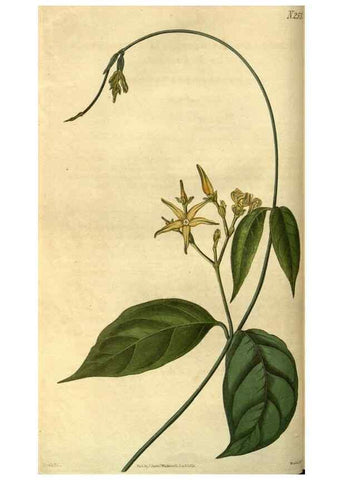 Reproducción/Reproduction 35207568866: Curtis's botanical magazine.. London ; New York [etc.] :Academic Press [etc.]