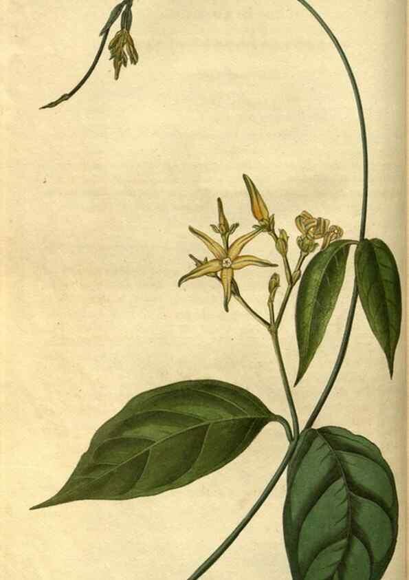 Reproducción/Reproduction 35207568866: Curtis's botanical magazine.. London ; New York [etc.] :Academic Press [etc.]