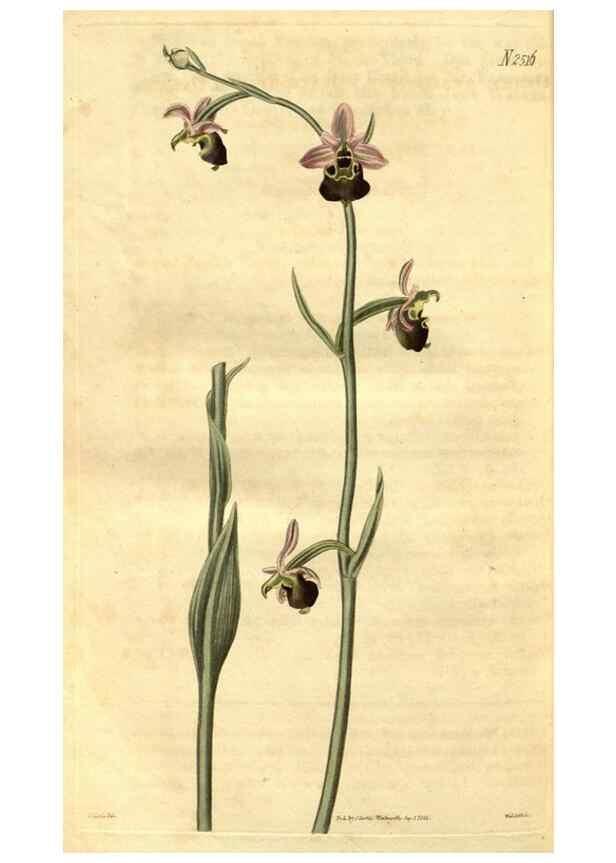 Reproducción/Reproduction 35247486625: Curtis's botanical magazine.. London ; New York [etc.] :Academic Press [etc.]