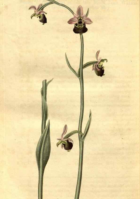 Reproducción/Reproduction 35247486625: Curtis's botanical magazine.. London ; New York [etc.] :Academic Press [etc.]