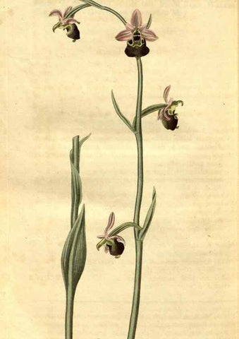 Reproducción/Reproduction 35247486625: Curtis's botanical magazine.. London ; New York [etc.] :Academic Press [etc.]