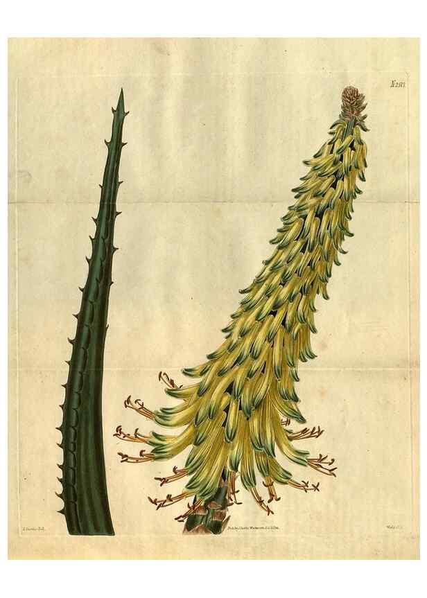 Reproducción/Reproduction 34860464460: Curtis's botanical magazine.. London ; New York [etc.] :Academic Press [etc.]