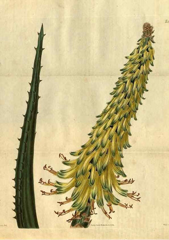 Reproducción/Reproduction 34860464460: Curtis's botanical magazine.. London ; New York [etc.] :Academic Press [etc.]