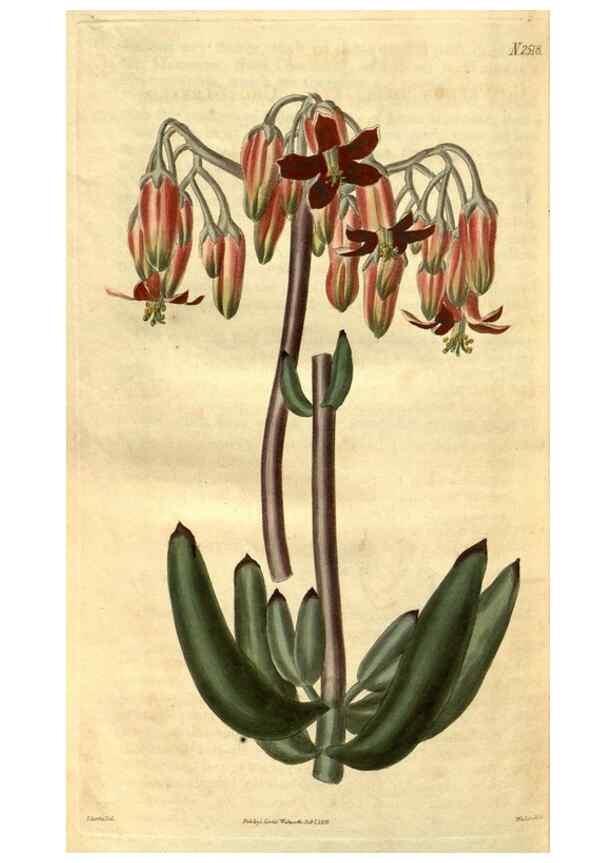 Reproducción/Reproduction 34860466330: Curtis's botanical magazine.. London ; New York [etc.] :Academic Press [etc.]