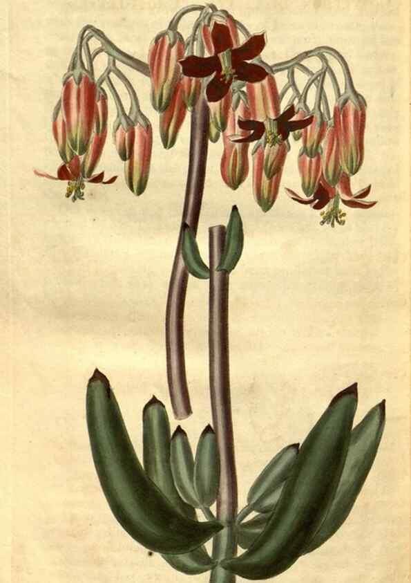 Reproducción/Reproduction 34860466330: Curtis's botanical magazine.. London ; New York [etc.] :Academic Press [etc.]