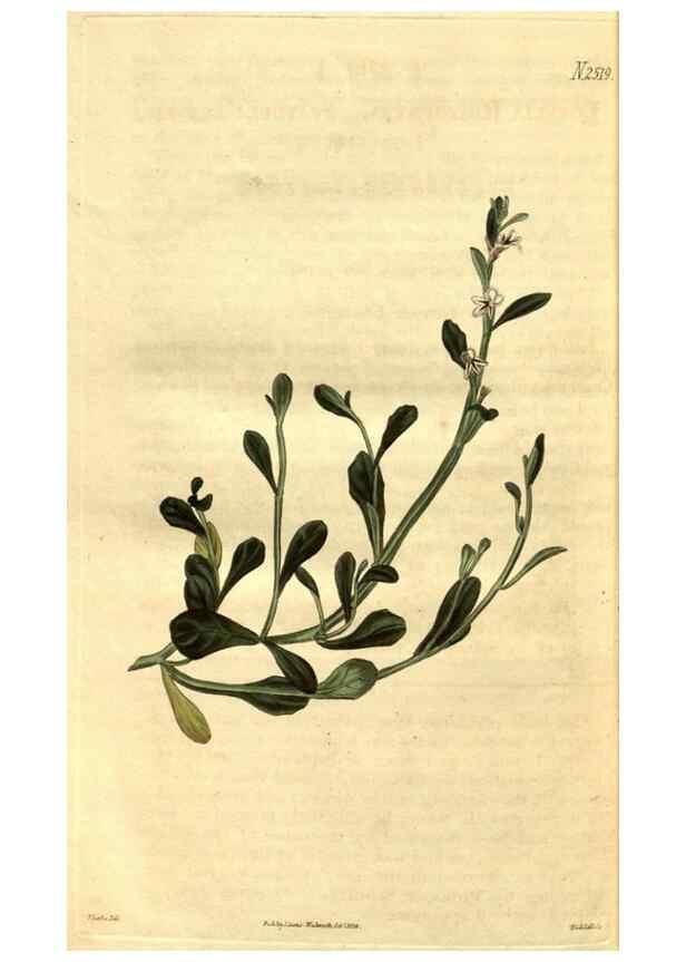 Reproducción/Reproduction 34860468370: Curtis's botanical magazine.. London ; New York [etc.] :Academic Press [etc.]