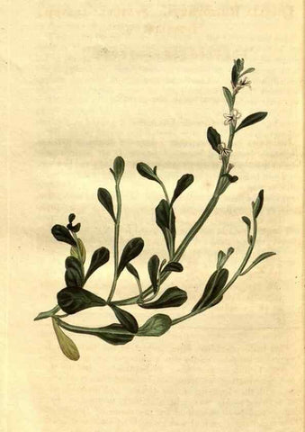 Reproducción/Reproduction 34860468370: Curtis's botanical magazine.. London ; New York [etc.] :Academic Press [etc.]